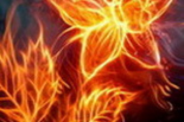 Kraken tor link